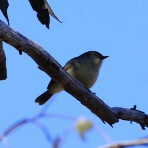 Acanthiza reguloides at Belconnen, ACT - 17 Sep 2023