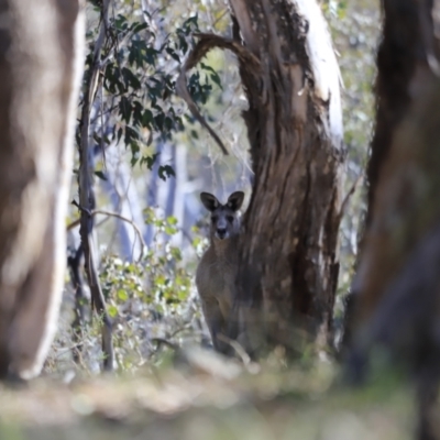 Macropus giganteus (Eastern Grey Kangaroo) at Aranda Bushland - 17 Sep 2023 by JimL