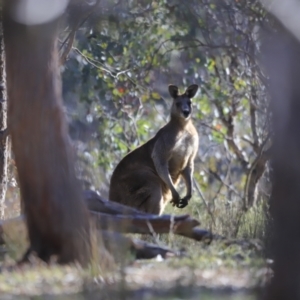 Macropus giganteus at Belconnen, ACT - 17 Sep 2023 08:27 AM