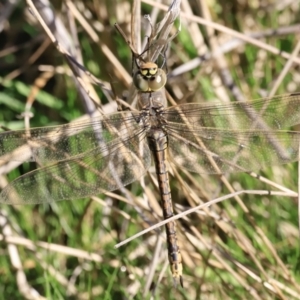 Anax papuensis at Belconnen, ACT - 17 Sep 2023