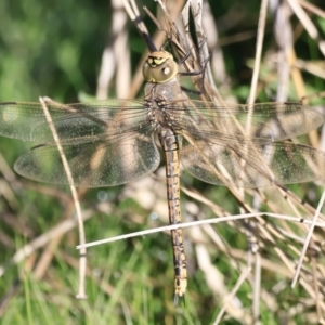 Anax papuensis at Belconnen, ACT - 17 Sep 2023