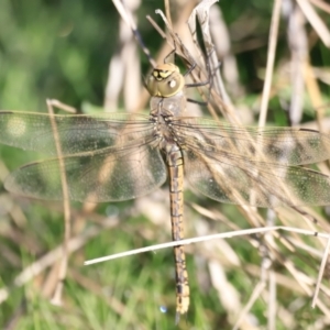 Anax papuensis at Belconnen, ACT - 17 Sep 2023