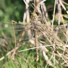 Anax papuensis at Belconnen, ACT - 17 Sep 2023