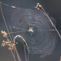 Araneinae (subfamily) (Orb weaver) at Belconnen, ACT - 17 Sep 2023 by JimL