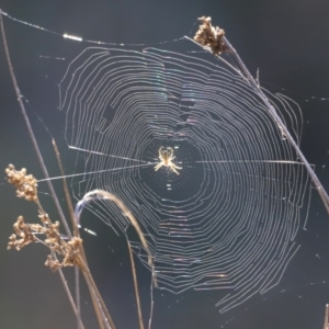 Araneinae (subfamily) at Belconnen, ACT - 17 Sep 2023 08:04 AM