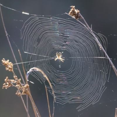 Araneinae (subfamily) (Orb weaver) at Belconnen, ACT - 16 Sep 2023 by JimL