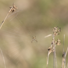 Araneinae (subfamily) at Belconnen, ACT - 17 Sep 2023