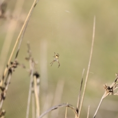 Araneinae (subfamily) at Belconnen, ACT - 17 Sep 2023