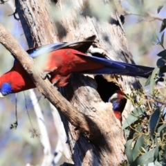 Platycercus elegans (Crimson Rosella) at Aranda, ACT - 16 Sep 2023 by JimL