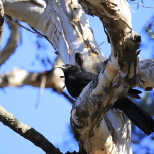 Corcorax melanorhamphos at Aranda, ACT - 17 Sep 2023