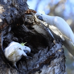 Cacatua galerita (Sulphur-crested Cockatoo) at Aranda, ACT - 16 Sep 2023 by JimL