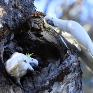 Cacatua galerita at Aranda, ACT - 17 Sep 2023