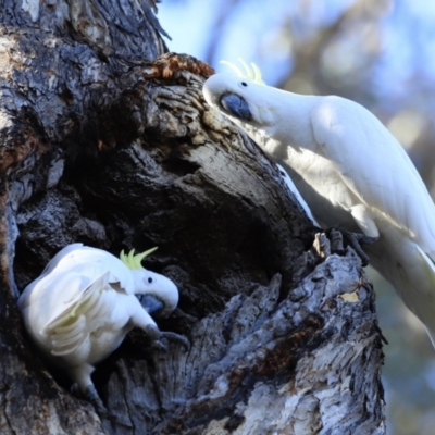 Cacatua galerita (Sulphur-crested Cockatoo) at Aranda, ACT - 16 Sep 2023 by JimL