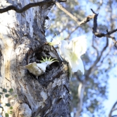 Cacatua galerita at Aranda, ACT - 17 Sep 2023