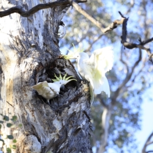 Cacatua galerita at Aranda, ACT - 17 Sep 2023