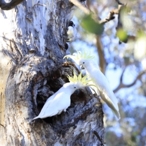 Cacatua galerita at Aranda, ACT - 17 Sep 2023