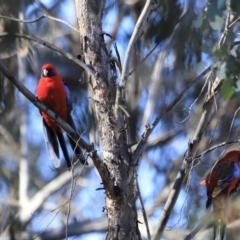 Platycercus elegans (Crimson Rosella) at Aranda Bushland - 16 Sep 2023 by JimL