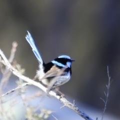 Malurus cyaneus (Superb Fairywren) at Aranda Bushland - 16 Sep 2023 by JimL