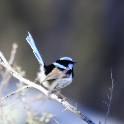 Malurus cyaneus (Superb Fairywren) at Aranda, ACT - 16 Sep 2023 by JimL