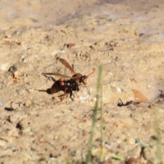 Polistes (Polistella) humilis (Common Paper Wasp) at Belconnen, ACT - 16 Sep 2023 by JimL