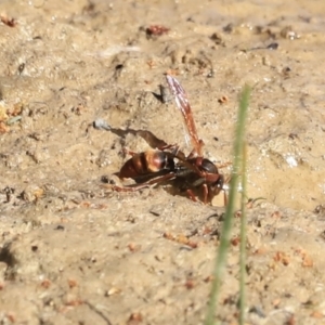 Polistes (Polistella) humilis at Belconnen, ACT - 17 Sep 2023