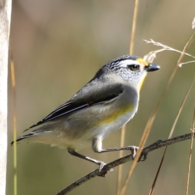 Pardalotus striatus (Striated Pardalote) at Belconnen, ACT - 16 Sep 2023 by JimL