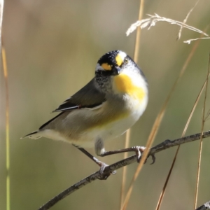 Pardalotus striatus at Belconnen, ACT - 17 Sep 2023