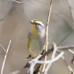 Pardalotus striatus at Belconnen, ACT - 17 Sep 2023 09:24 AM