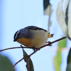 Pardalotus punctatus (Spotted Pardalote) at Aranda, ACT - 16 Sep 2023 by JimL