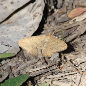 Scopula rubraria at Belconnen, ACT - 17 Sep 2023 09:47 AM