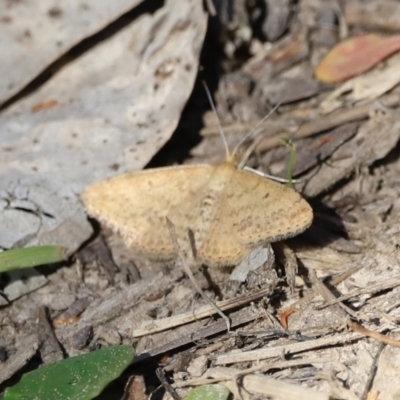 Scopula rubraria (Reddish Wave, Plantain Moth) at Aranda Bushland - 16 Sep 2023 by JimL