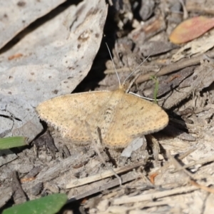 Scopula rubraria at Belconnen, ACT - 17 Sep 2023 09:47 AM