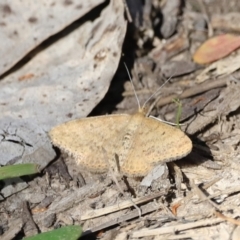 Scopula rubraria at Belconnen, ACT - 17 Sep 2023 09:47 AM