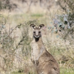 Macropus giganteus (Eastern Grey Kangaroo) at Aranda Bushland - 16 Sep 2023 by JimL