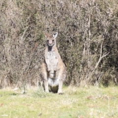 Macropus giganteus at Belconnen, ACT - 17 Sep 2023 09:50 AM