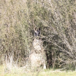 Macropus giganteus at Belconnen, ACT - 17 Sep 2023 09:50 AM