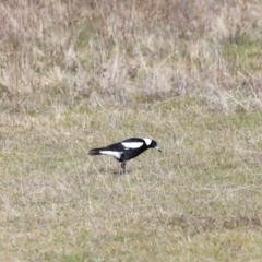 Gymnorhina tibicen (Australian Magpie) at Yarralumla, ACT - 17 Sep 2023 by JimL
