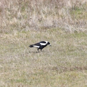 Gymnorhina tibicen at Yarralumla, ACT - 17 Sep 2023