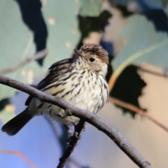 Pyrrholaemus sagittatus (Speckled Warbler) at Yarralumla, ACT - 16 Sep 2023 by JimL