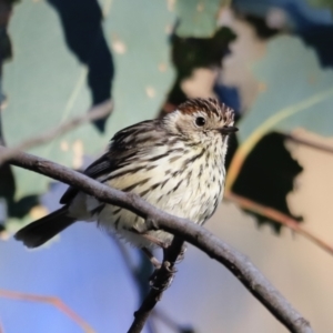 Pyrrholaemus sagittatus at Yarralumla, ACT - 17 Sep 2023