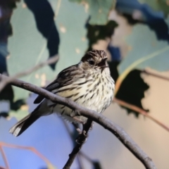 Pyrrholaemus sagittatus at Yarralumla, ACT - 17 Sep 2023