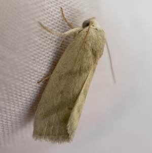 Eublemma inconspicua at Jerrabomberra, NSW - 17 Sep 2023