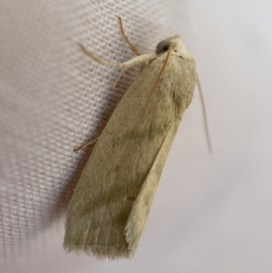 Eublemma inconspicua at Jerrabomberra, NSW - 17 Sep 2023