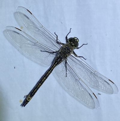 Anax papuensis (Australian Emperor) at Jerrabomberra, NSW - 16 Sep 2023 by Steve_Bok