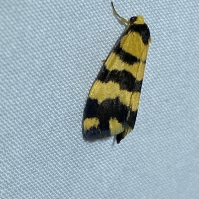 Thallarcha partita (Dark-banded Footman) at Jerrabomberra, NSW - 16 Sep 2023 by SteveBorkowskis