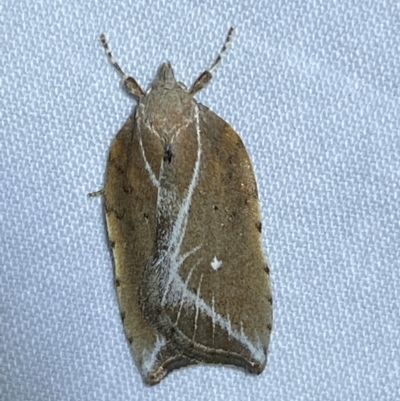 Arachnographa micrastrella (A concealer moth) at Jerrabomberra, NSW - 16 Sep 2023 by SteveBorkowskis