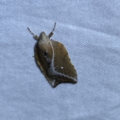 Arachnographa micrastrella at Jerrabomberra, NSW - 16 Sep 2023