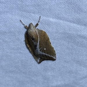 Arachnographa micrastrella at Jerrabomberra, NSW - 16 Sep 2023