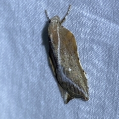 Arachnographa micrastrella at Jerrabomberra, NSW - 16 Sep 2023