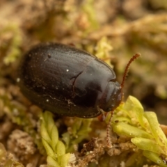 Archeocrypticidae sp. (family) (A cryptic fungus beetle) at Cotter River, ACT - 16 Sep 2023 by living